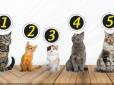 Оберіть одне з п'яти кошенят і дізнайтеся, що про вас думають інші люди - швидкий тест на особистість