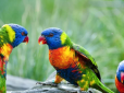 Вчені довели зв’язок між птахами і кількістю божевільних людей