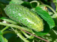 Чим підживити огірки в серпні, щоб зібрати ще один врожай - рецепт ефективного засобу