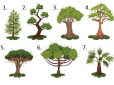 Психологічний тест за картинкою: Виберіть дерево - і дізнайтеся правду про себе