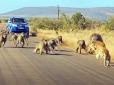 Щось пішло  не так: У ПАР леопард полював на бабуїнів і сам мало не став їх здобиччю (відео)