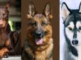Незвичайний гороскоп: Ваш знак зодіаку розповість, на собак якої породи ви найбільше схожі