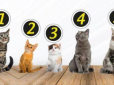 Психологічний тест: Оберіть кота на картинці - і дізнайтеся, що про вас думають інші люди