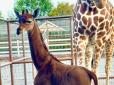 Чудеса природи: В американському зоопарку народилася єдина у світі жирафа без плям (відео)