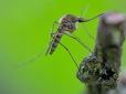 Вчені перетворили салат на... зброю масового знищення комарів