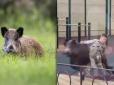 Зламали паркан, ганяли собак: У РФ кабани бігали по парку та напали на дітей (відео)