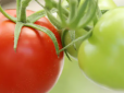 Жоден помідор не пропаде: Як правильно зберігати останній урожай томатів