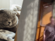 Рятувати довелося поліції: У Львові кіт зачинив свою хазяйку на балконі (відео)