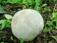 Старий фермер знайшов гігантський гриб вартістю понад 1,3 млн гривень (фотофакти)