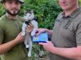 Український бойовий кіт Шайба отримав волонтерську відзнаку за допомогу військовим (фото)