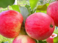 Які добрива любить яблуня: Ось чим треба удобрити її восени