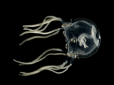 Не такі вже й прості: Медузи здатні на те, про що вчені навіть не мріяли (відео)