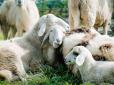 Тваринки були під кайфом: Вівці увірвалися в теплицю і з'їли понад 270 кг канабісу