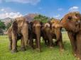 Вражають інтелектом: Вчені виявили, що слони вкрай винахідливі у вирішенні головоломок (відео)