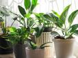 Їм потрібен відпочинок: Як підготувати кімнатні рослини до зими