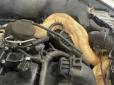 Моторошна знахідка: На СТО під капотом Ford виявили рідкісну змію (відео)
