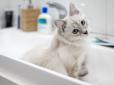 Чому кішка завжди ходить за людиною у ванну кімнату: Дослідники називають три причини
