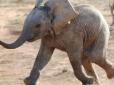 Найрідкісніший слон у світі: Мотті прожив коротке та яскраве життя і потрапив до Книги рекордів Гіннеса