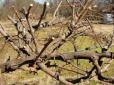 Урожаю не чекайте: ТОП-5 найпоширеніших помилок при осінньому обрізуванні винограду
