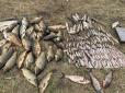 Штраф на 700 тис грн: На Вінниччині рибалки виловили вражаючу кількість риби, а далі щось пішло не так
