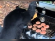 Зіпсував посиденьки: Ведмідь завітав на барбекю, з'їв усе м'ясо і випив колу (відео)