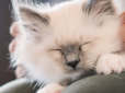 Не тільки через тепло: Чому кішка любить спати у вас на колінах