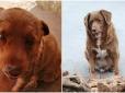 Його звали Бобі: У Португалії помер найстаріший собака у світі (фото)
