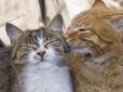 Люди та собаки суттєво відстають: Учені порахували, скільки виразів обличчя буває в домашніх котів