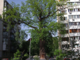Буревій пошкодив один з найстаріших дубів Києва, що має природоохоронний статус (відео)