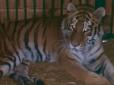 Через удар російських загарбників 11 листопада по Києву постраждала тигриця Тигрюля (відео)