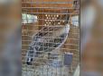 Бійці ЗСУ врятували молодого, геть знесиленого пелікана