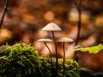 Знайшли в зарослях: На Тернопільщині у лісі виявили мертвим грибника