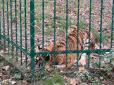 Бідолашна нічого не їсть: У Центрі порятунку диких тварин розповіли про стан тигриці Тигрюлі, яка постраждала від ракетного удару на околицях Києва (відео)
