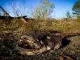 У Чорнобильській зоні гинуть знамениті велетенські соми, помилуватися котрими приїжджали туристи