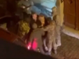 Тримали жінку, поки заштовхували чоловіка в бус: У Львові черговий скандал із ТЦК (відео)