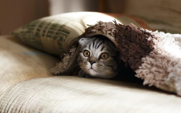 Якщо 2 грудня кіт ховається під ковдру - до похолодання