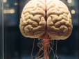 Як помирає людський мозок: Вчені зробили інтригуюче відкриття