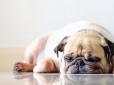 Бідні мопси: Собаки з плоскою мордою страждають від жахливих проблем - що виявили вчені