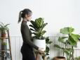 Кімнатні рослини для спокою та жіночого щастя - піднімають настрій, знімають стрес і головний біль