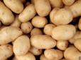 В Україні стрімко зростають ціни на картоплю. Фахівці пояснюють причини та дають прогноз, що буде далі
