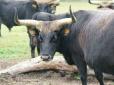 Родич зубра та пращур корів: На Чернігівщині розводять величних первісних биків, яких винищили в Європі багато століть тому