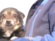 Провів добу під завалами: У Смілі після ракетного удару врятували собаку (відео)