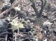 Росіяни облаштовують укриття під Авдіївкою з тіл загиблих товаришів по службі (відео 16+)