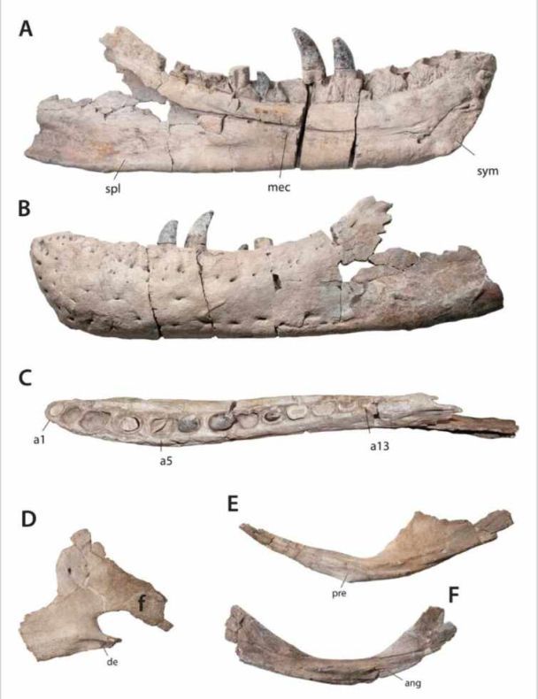 Частини щелепи суперхижака / © Scientific Reports