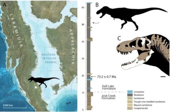 Кістки Tyrannosaurus mcraeensis були виявлені за десятиліття до того, як істота офіційно отримала свою наукову назву / Фото: Scientific Reports / © 