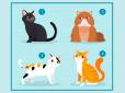 Психологічний тест по картинці: Виберіть кота і дізнайтеся, що вам потрібно в любовних стосунках