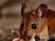 Його звати Борис, любить чипси і сало: Військовий порадив унікальний спосіб боротьби із мишами на передовій