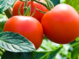 А ви це знали? Названо неймовірну користь від щоденного вживання сирих томатів