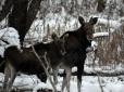 Сімейна ідилія: Працівники Чорнобильського заповідника похвалилися унікальними кадрами величних червонокнижних тварин