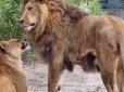 Життя триває: У Нідерландах врятована українська левиця знайшла собі пару в місцевому 
